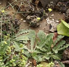 Image result for Launaea