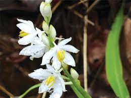 Image result for Chlorophytum nubicum
