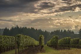 Estate Vineyards At Domaine Serene In The Dundee Hills Oregon In 2020 Estates Vineyard Domaine