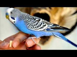 Muhabbet Kusa Fon Muzigi Youtube