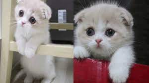 Scottish Fold Munchkin Kitten Youtube Munchkin Kitten Scottish Fold Kittens Cute Cats And Dogs