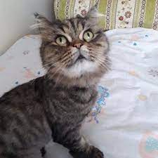 minnos cat kedi unal erdogan 902 animals animal lover cats