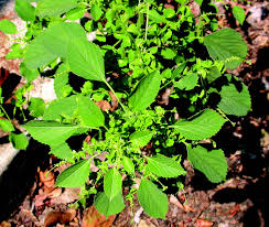 Image result for Acalypha indica