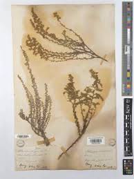 Image result for Triainolepis sancta