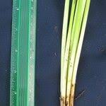 Image result for Eleocharis acutangula