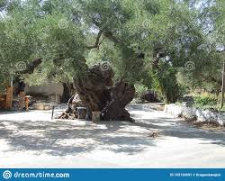 L'arbre le plus grand du monde à ce jour est un sequoia sempervirens. Olive Tree Age De Plus De 2000 Ans Le Troisieme Plus Vieux Olivier Du Monde Image Stock Image Du Olive Jour 163126591