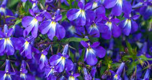 These annuals will bloom with less sun, although all will need some sun for flowering. Lobelia Care How To Grow The Lobelia Flower