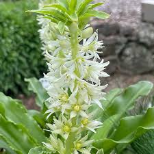 Image result for Eucomis zambesiaca