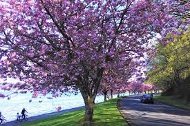 There is nothing more wonderful than to see a flowering tree at its full bloom. Virtual And Driving Tours To See Cherry Blossom Trees In Seattle Greater Seattle On The Cheap