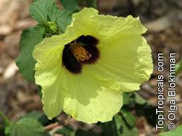 Image result for Hibiscus panduriformis