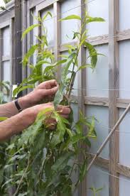 Growing espalier fruit trees in the home garden is a wonderful way to grow edibles in small spaces and in decorative ways. Pruning Training Peaches Nectarines By Carol Klein