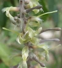 Image result for Faurea saligna