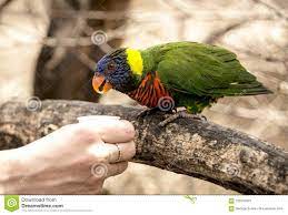 Rainbow Lorikeet Parrot Eating Nectar Out Of Woman S Hand Stock Image Image Of Hand Food 109107647