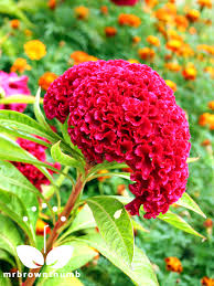 Cockscomb Flower Celosia Cristata Coxcomb Flowers Flowers Perennials Planting Flowers
