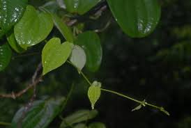 Image result for Dioscorea schimperiana