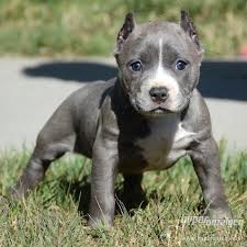 But it does not mean anything other than a coloration for the breed. American Pitbull Terrier Blue Line Welpen