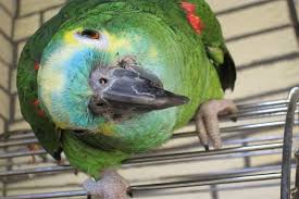There are some species who have been reported to live for over a century. How Long Do Amazon Parrots Live Parrot Website