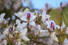 Image result for Bauhinia variegata