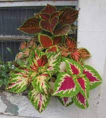 Absolute growth rate, crop growth rate and relative growth rate at different stages of the crop growth as influenced by organic and. Coleus Blumei Plectranthus Scutellarioides Guide Our House Plants