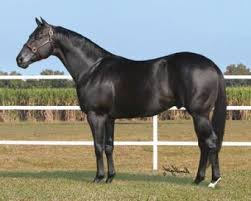 Black And Brown Quarter Horse Showcased American Quarter Horse For Sale In Texas Furrdasheeous Furrdasheeous Roxie Is A 2015 Aqha Filly Bred For Speed Horses Quarter Horse Horse World