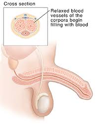 Human brain organ parts anatomy diagram colorful design. Stages Of An Erection Saint Luke S Health System