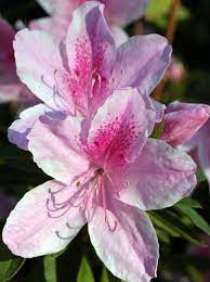 Azalea George Tabor Azalea Flower Bonsai Flower Tree Seedlings