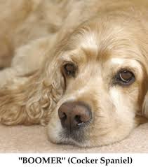 Four grew up with a single mom; Akc Sporting Group Breeds Mixes