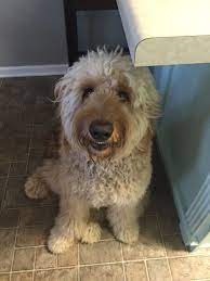 Mowgli Grinning F2b Goldendoodle 9 Months Old Hypoallergenic Dogs Goldendoodle Mowgli