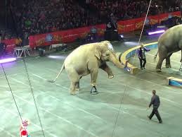 ringling brothers barnum and bailey circus elephants