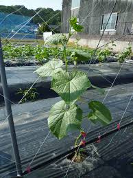 キュウリの下葉を整理しました 気ままな耕作日記 野菜大好き