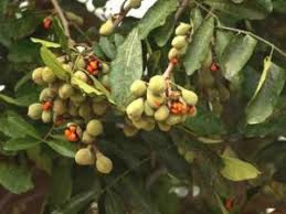 Image result for Cyrtanthus rhodesianus