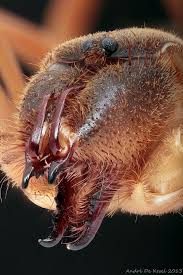 I´ve learned a lot fom your hub. 180 Best Arachnid Species Ideas Arachnids Species Spider