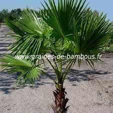 Palmier originaire du mexique, le washingtonia robusta possède une silhouette à la fois fine et élancée pour un port des plus élégants. Palmier Washingtonia Robusta Seeds Www Graines De Bambous Fr