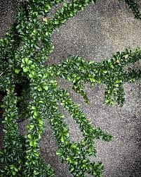 Image result for Buchnera randii