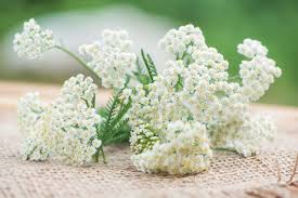 Image result for Achillea millefolium
