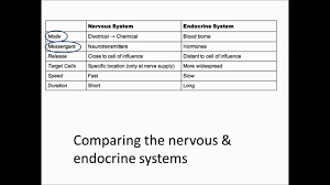 compare the nervous endocrine systems