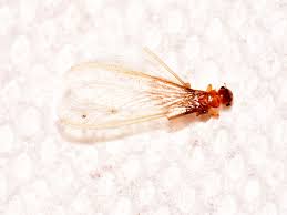Southeast termite & pest control ⭐ , united states of america, tennessee, knox county: Subterranean Termites Types Identification Treatment