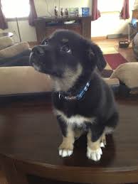 Black And White German Shepherd Lab Mix Pin By Shannon Rogers On Adorable Animals German Shepherd Dogs Lab Mix Puppies German Shepherd Lab Mix
