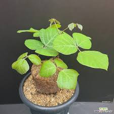 Image result for Adenia gummifera