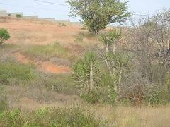 Image result for Euphorbia distinctissima