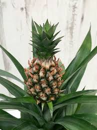 Ananas Comosus Champaca Ornamental Pineapple World Of Flowering Plants Planting Flowers Plants Pineapple