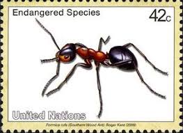 Southern Wood Ant Formica Rufa Endangered Species Endangered Species