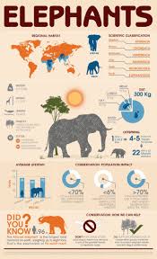Animal Infographic Elephant With Images Elephant Elephant Facts Asian Elephant