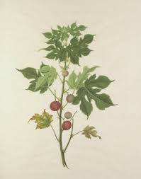 Image result for Broussonetia papyrifera