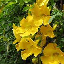 Image result for Dolichandra unguis-cati