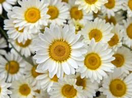 Pin On Flowers