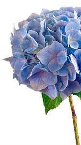 Hydrangea macrophylla is unusual because the flower color varies from a deep blue to a bright pink in relation to the soil ph. The Meaning It Represents Anything That S Sincerely Heartfelt Hydrangea Flower Flower Meanings Beautiful Flowers