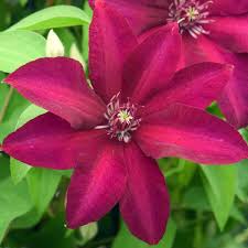 3.2 out of 5 stars 8. Clematis Meghan