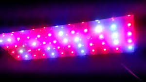 The two strongest points of the phlizon cob lights are the high output and the perfect spectrum for plants. Best Choice Grow Light Phlizon Newest 600w Led Plant Grow Light 2019 Youtube