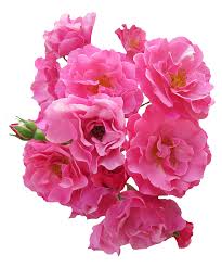 Bunch Pink Rose Flower Png Image Flower Png Images Rose Flower Png Pink Roses Background